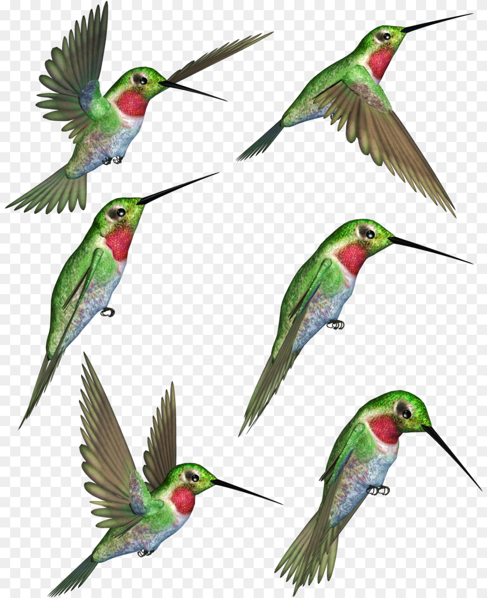Hummingbird Clipart Humming Bird Ruby Throated Hummingbird Clipart, Animal, Bee Eater, Beak Free Png