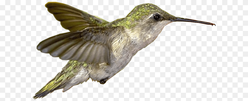 Hummingbird Clipart Hummingbird, Animal, Bird Png