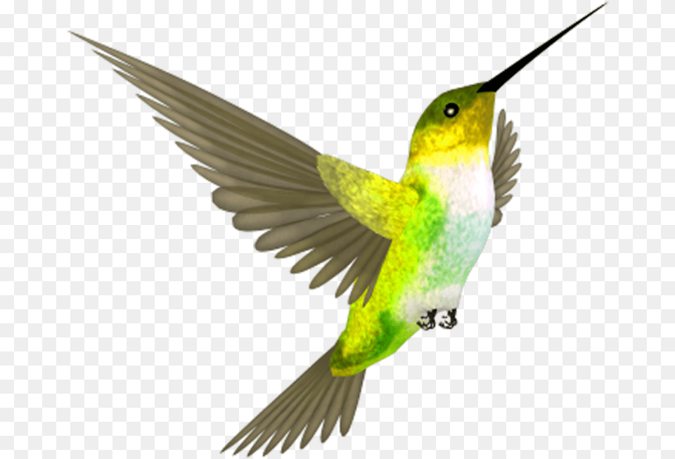 Hummingbird Clipart Hummingbird, Animal, Bird Free Png Download