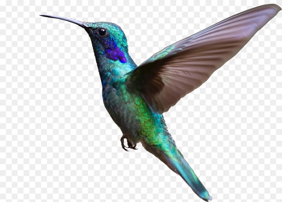 Hummingbird Clipart Purple Flying Bird Transparent Background, Animal Png Image