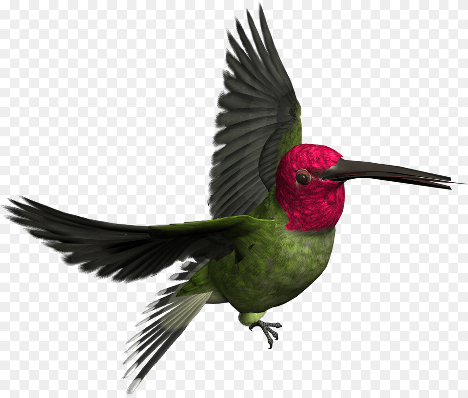 Hummingbird Clipart Realistic Animal Wood Pecker Birds, Bird, Bee Eater Png