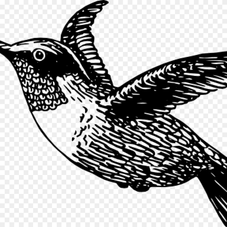 Hummingbird Clipart Thank You Clipart Hummingbird Clip Art Black And White, Gray Free Png Download