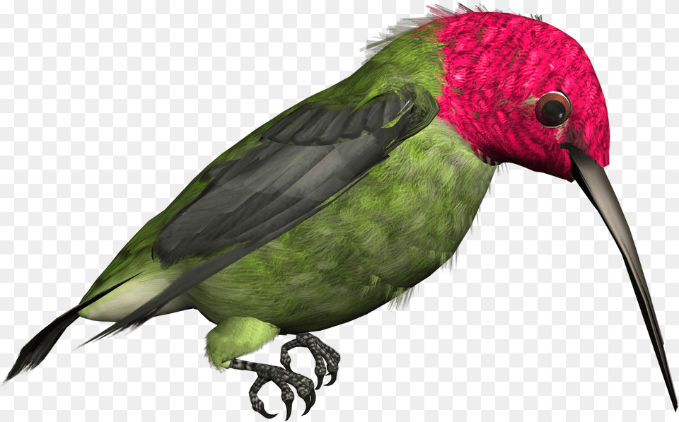 Hummingbird Download Bird Illustrations High Resolution, Animal, Beak, Bee Eater Png Image