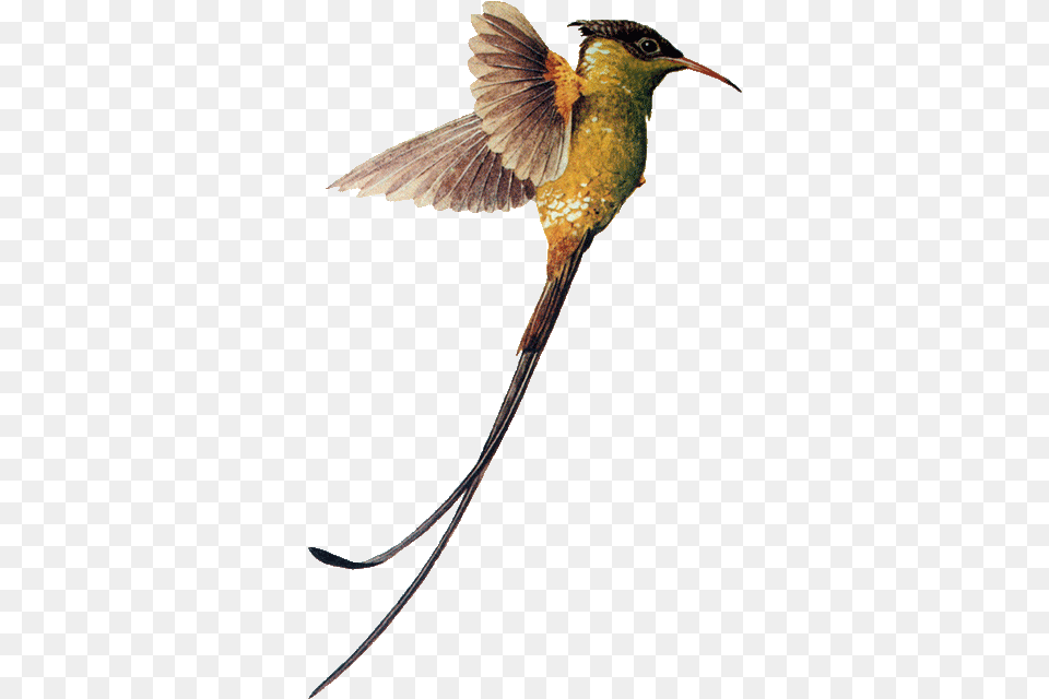Hummingbird Download Image Swallow Tail Hummingbird, Animal, Bee Eater, Bird, Flying Free Png