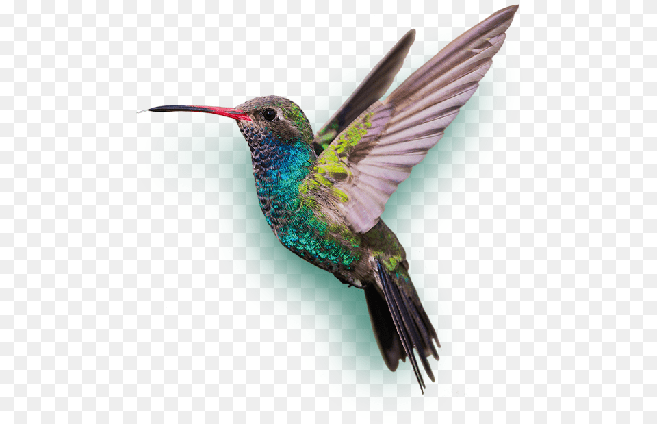 Hummingbird Image With Hummingbird, Animal, Bird Free Png Download
