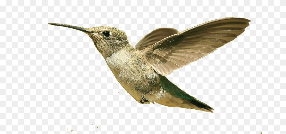 Hummingbird Download Image With Transparent Small Bird Flying, Animal Png