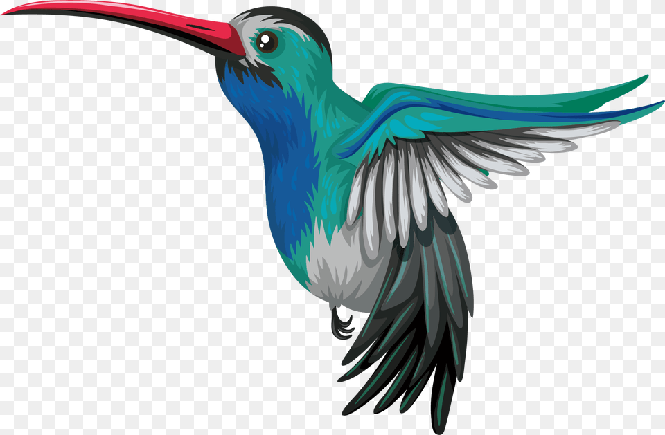 Hummingbird Drawing Illustration H Is For Hummingbird, Animal, Beak, Bird Png
