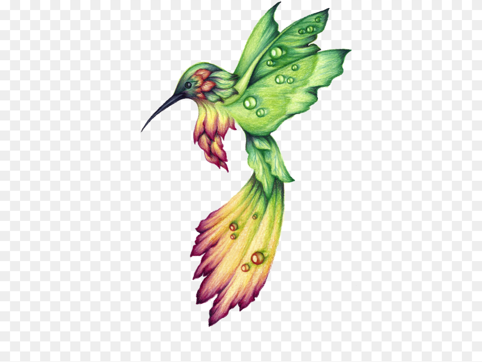 Hummingbird Drawings Cool Drawings Of Hummingbirds, Animal, Bird Free Png