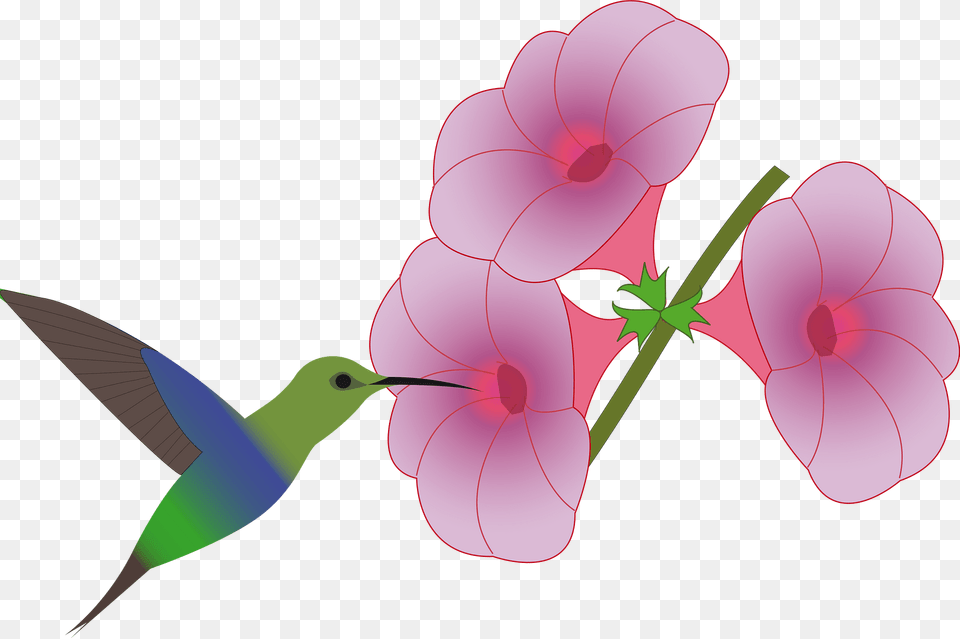 Hummingbird Feeding, Flower, Geranium, Plant, Petal Png Image