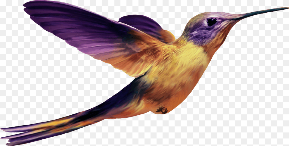 Hummingbird File, Animal, Bird, Face, Head Png