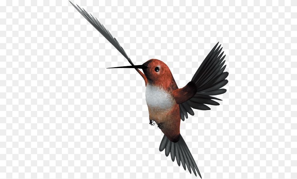 Hummingbird Flight Parrot Flying Bird Download 1042 Birds, Animal, Beak Png