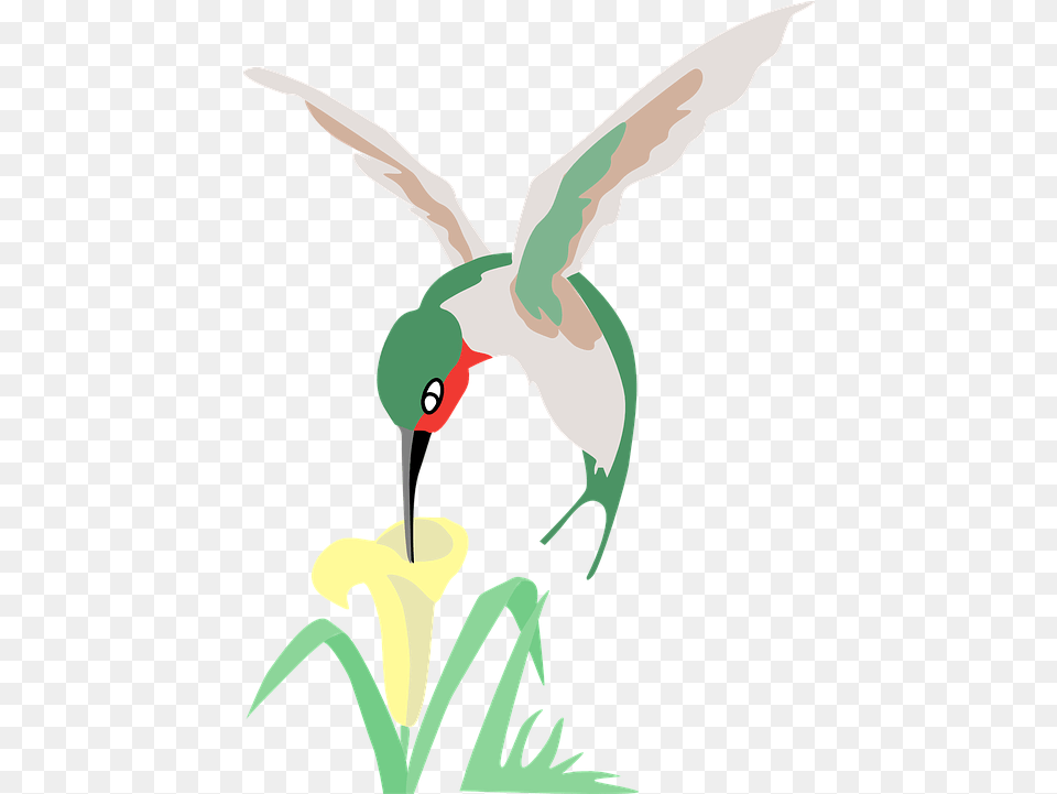 Hummingbird Green Flower Vector Graphic On Pixabay Hummingbird And Flower Cartoon, Animal, Bird, Beak Free Transparent Png