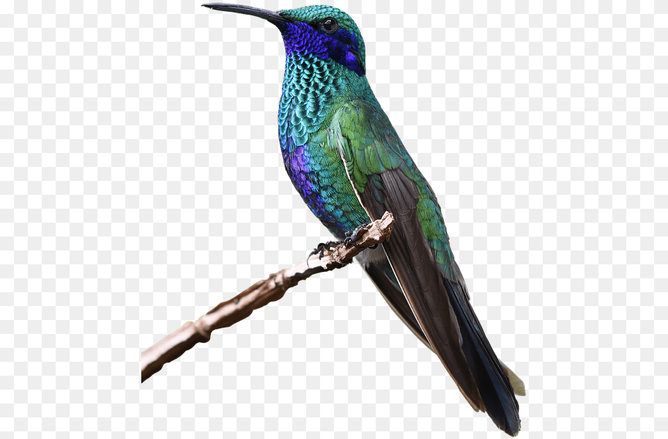 Hummingbird Hd Colorful Flying Birds, Animal, Bird Free Png
