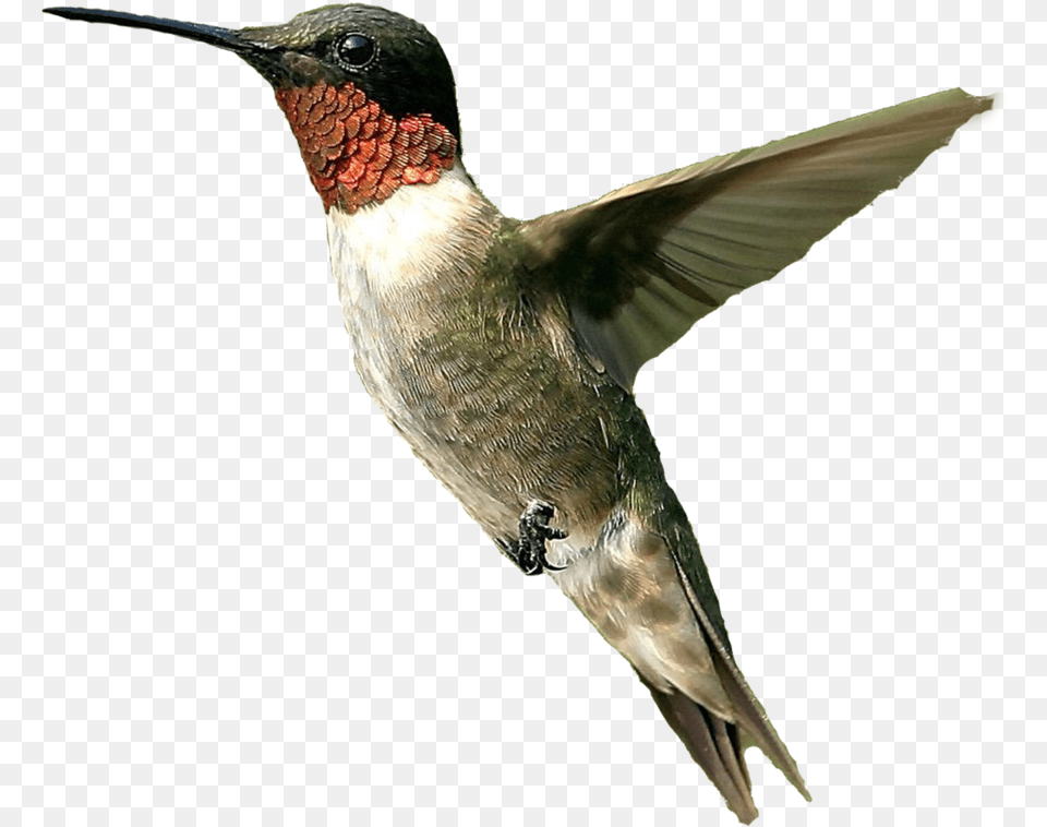 Hummingbird Hd File Hummingbird, Animal, Bird, Beak Free Transparent Png