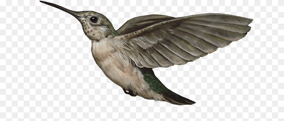 Hummingbird Hummingbird Beak Transparent, Animal, Bird Free Png Download