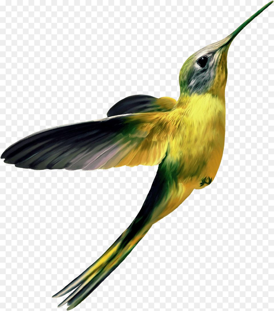 Hummingbird Hummingbird Yellow, Animal, Bird, Bee Eater Free Png