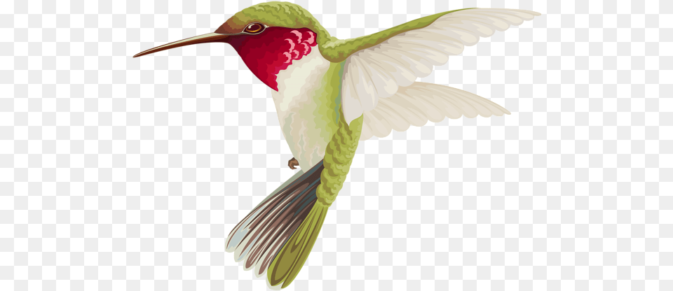 Hummingbird Image Hummingbird, Animal, Bird, Flying Png