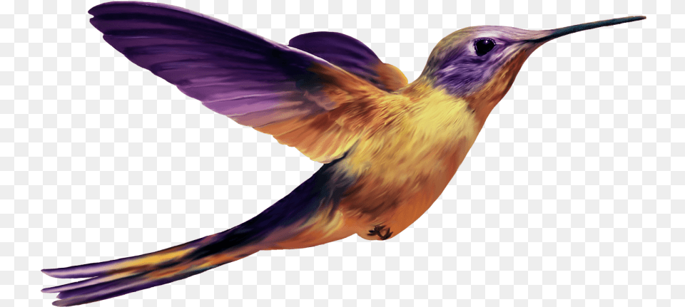 Hummingbird Images Backgrou Purple Hummingbird Transparent, Animal, Bird Free Png Download