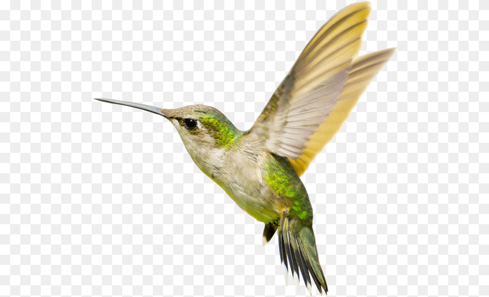 Hummingbird Images Hummingbirds, Animal, Bird Free Transparent Png