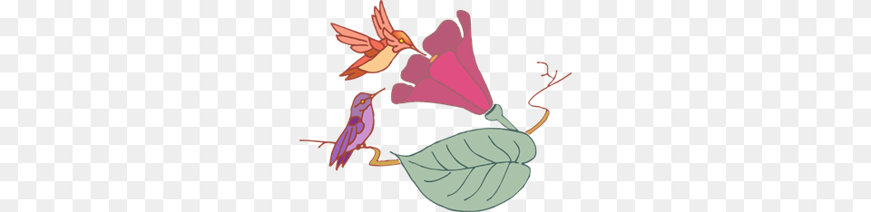 Hummingbird Images Icon Cliparts, Animal, Bird Free Transparent Png