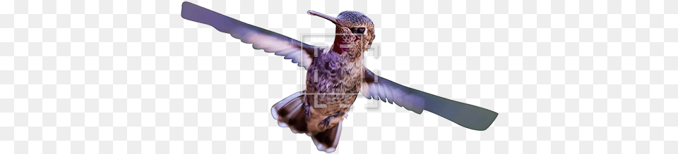 Hummingbird Immediate Entourage Hummingbird, Animal, Bird, Aircraft, Airplane Free Png Download