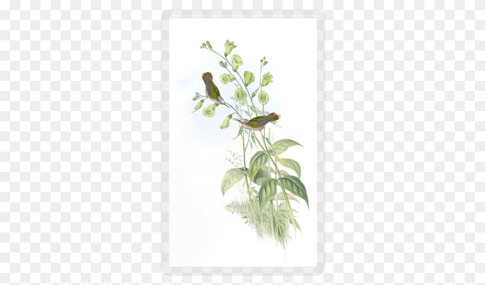 Hummingbird Jasmine, Plant, Animal, Bird, Herbal Png