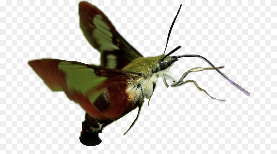 Hummingbird Moth Callophrys, Animal, Insect, Invertebrate, Butterfly Free Transparent Png
