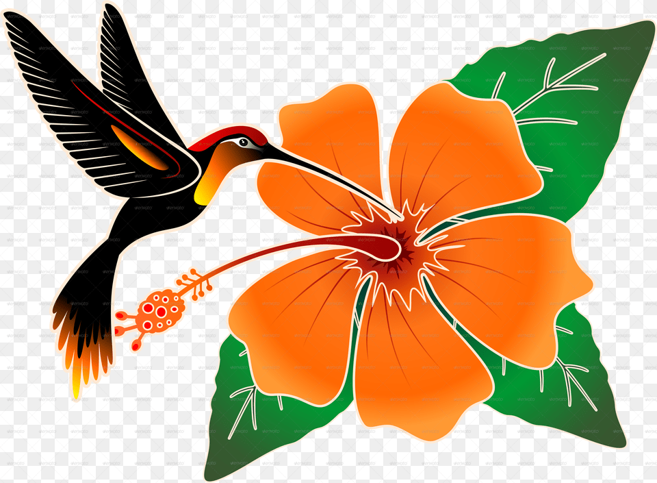 Hummingbird Orange Hibiscus And Hummingbirdpng Portable Network Graphics, Flower, Plant Png Image
