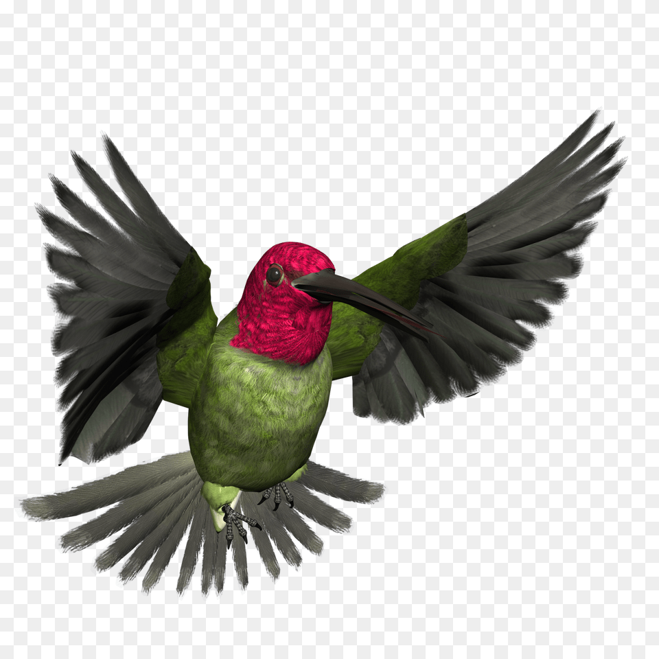 Hummingbird Pic, Animal, Bird, Flying, Beak Free Transparent Png