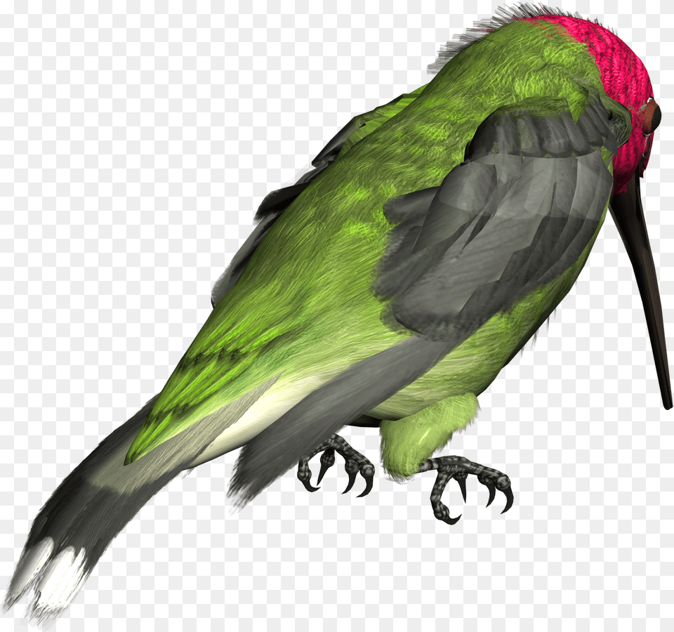 Hummingbird Picture Clip Art, Animal, Beak, Bird, Bee Eater Free Transparent Png