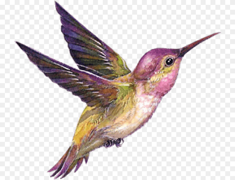 Hummingbird Portable Network Graphics Transparent Background Bird Gif, Animal Free Png Download