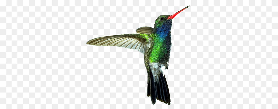 Hummingbird Red Green, Animal, Bird Free Png Download
