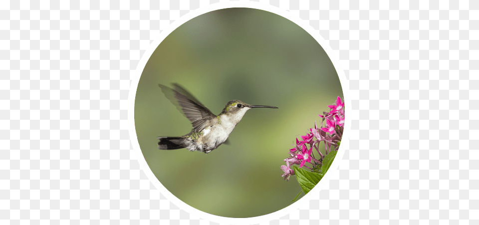 Hummingbird Sensory Garden Sound Garden Of The Senses Hummingbird, Animal, Bird Free Png Download