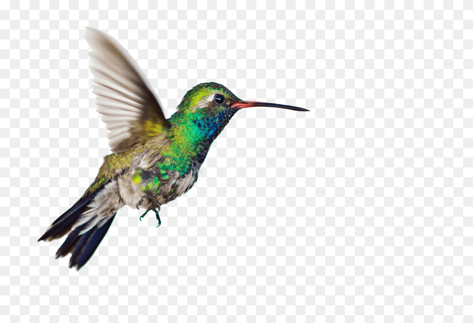 Hummingbird Side, Animal, Bird Free Png