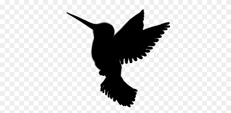 Hummingbird Silhouette, Animal, Bird, Blackbird Free Png