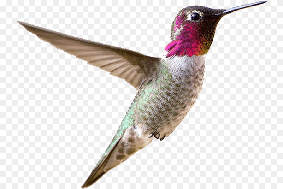 Hummingbird Small Bird, Animal Png