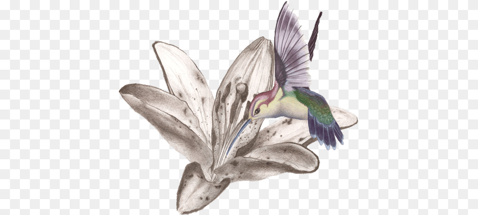 Hummingbird Tattoos Image All Flower With Hummingbird Tattoo Design, Animal, Bird, Flying, Plant Free Png Download