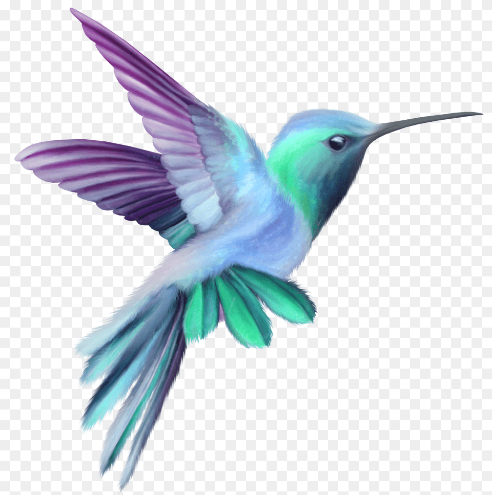 Hummingbird Transparent Clip Art, Animal, Bird Png Image