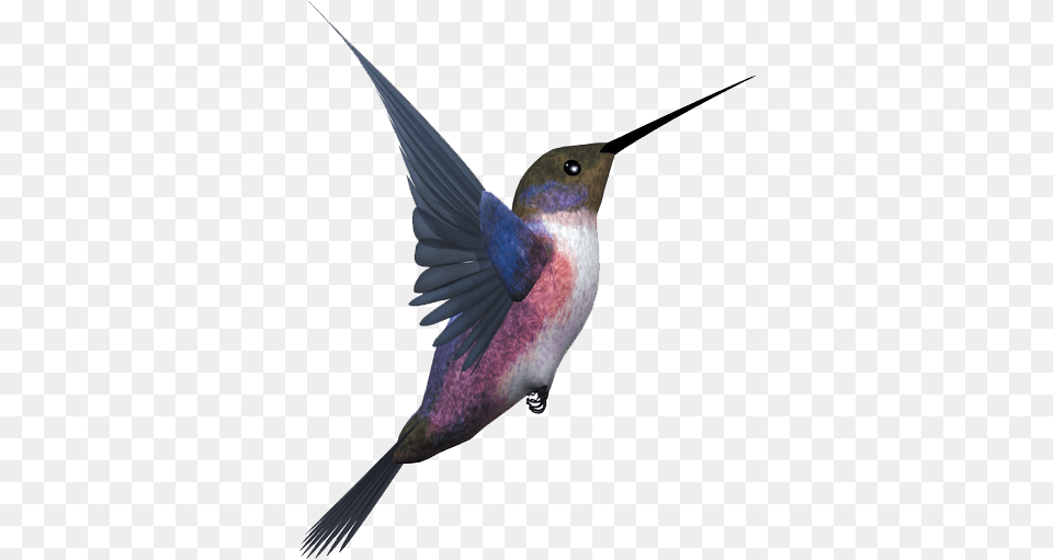 Hummingbird Transparent Flying Bird, Animal, Fish, Sea Life, Shark Free Png Download