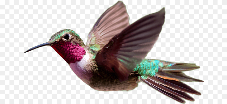 Hummingbird Transparent Hd Photo Portable Network Graphics, Animal, Bird Png Image