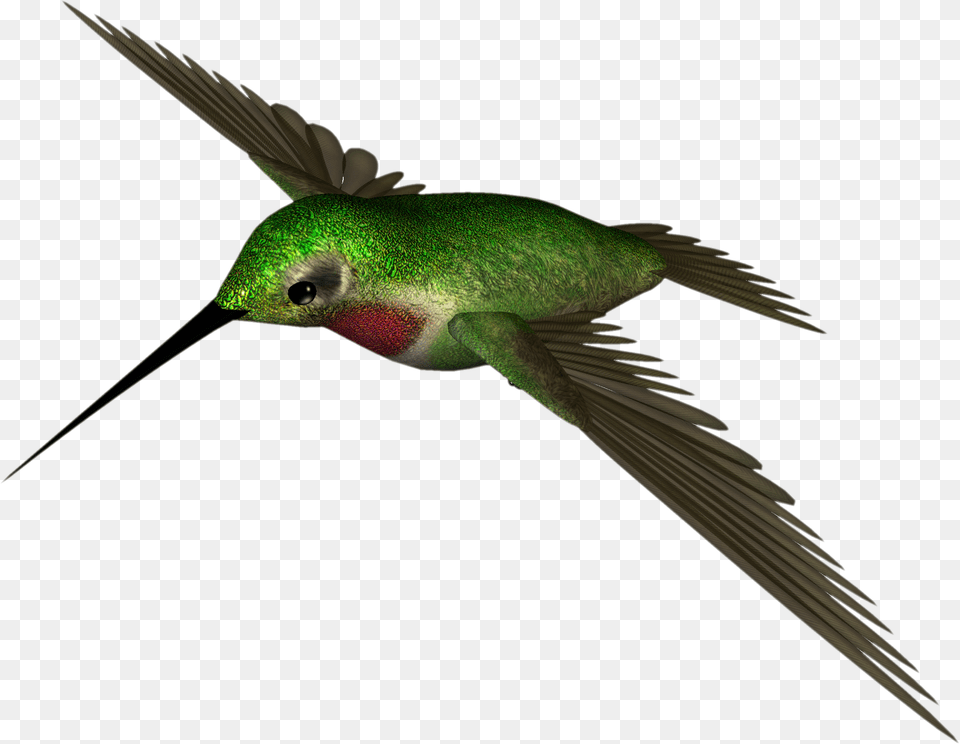 Hummingbird Transparent Images, Animal, Bird Png