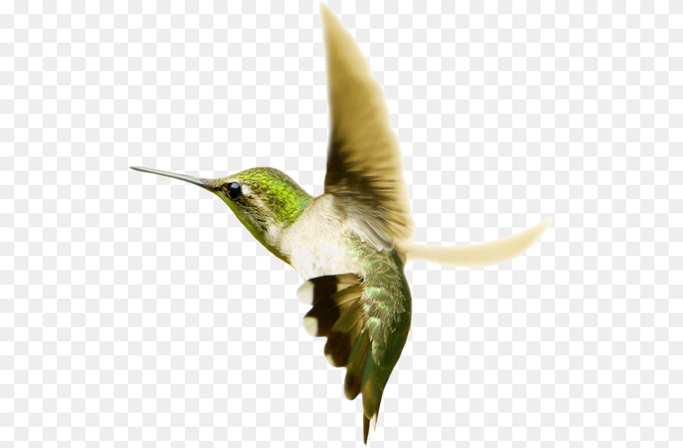 Hummingbird Transparent Images Humming Birds Fighting, Animal, Bird Free Png Download