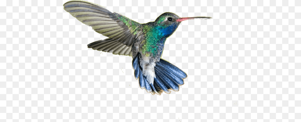 Hummingbird Transparent Picture Hummingbird Meaning In Hindi, Animal, Bird Png Image