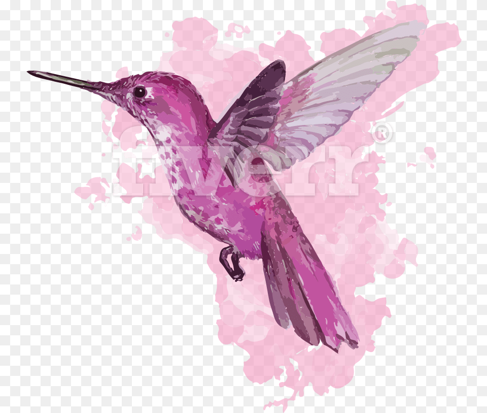 Hummingbird Watercolor Illustration, Purple, Animal, Bird, Wedding Free Transparent Png