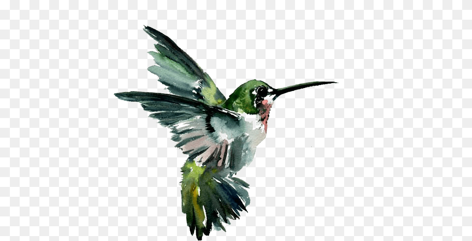 Hummingbird Watercolor Painting Drawing Flying Birds Painting Art, Animal, Beak, Bird Png Image