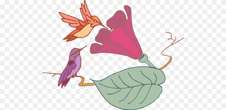 Hummingbirds And A Flower Clip Art, Animal, Bird, Drawing Png Image