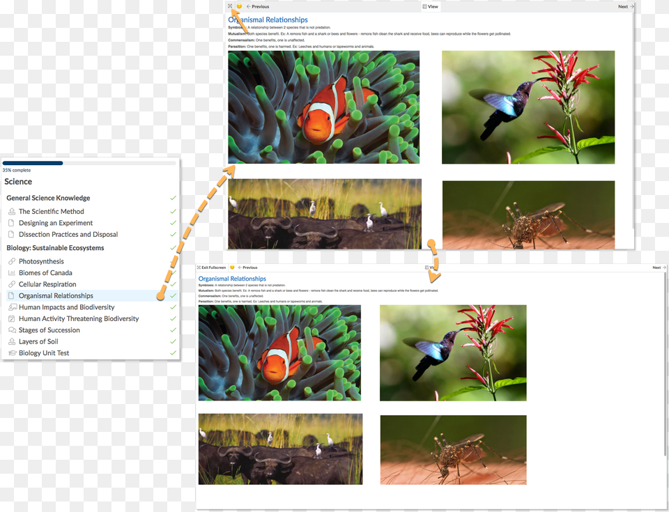 Hummingbirds And Ornithophilous Flowers, Amphiprion, Sea Life, Fish, Collage Free Png Download