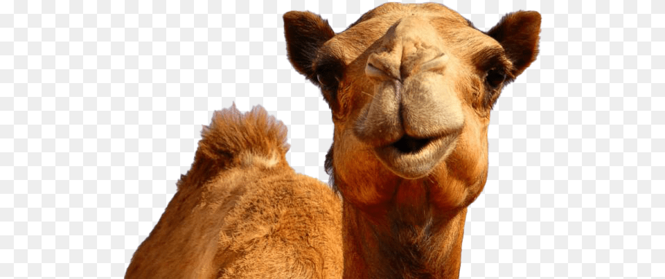 Hump Day Camel Transparent Hump Day Camel, Animal, Mammal, Giraffe, Wildlife Png