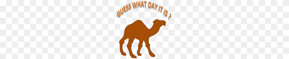 Hump Day Guess What Day It Is, Animal, Camel, Mammal Png