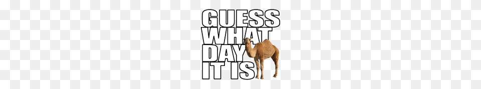 Hump Day Hd Hump Day Hd Images, Animal, Camel, Mammal Free Transparent Png